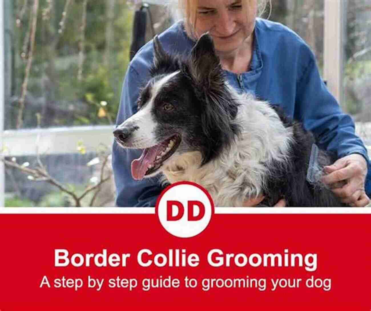 A Border Collie Being Groomed By Its Owner Border Collie (Collins Dog Owner S Guide)