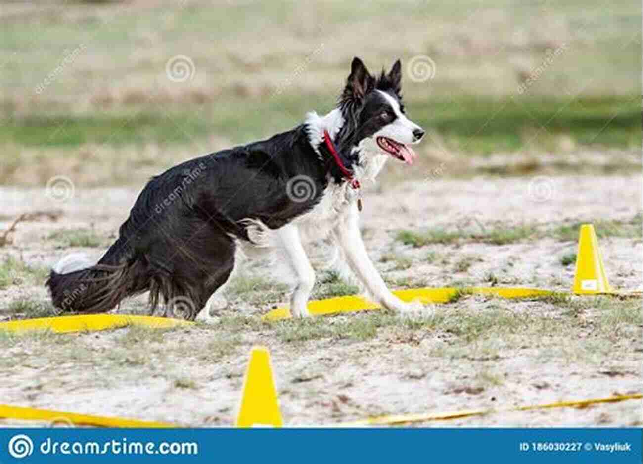 A Border Collie Engaged In Training Border Collie (Collins Dog Owner S Guide)