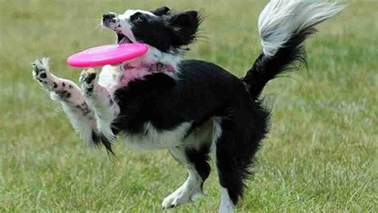 A Border Collie Playing Frisbee Border Collie (Collins Dog Owner S Guide)