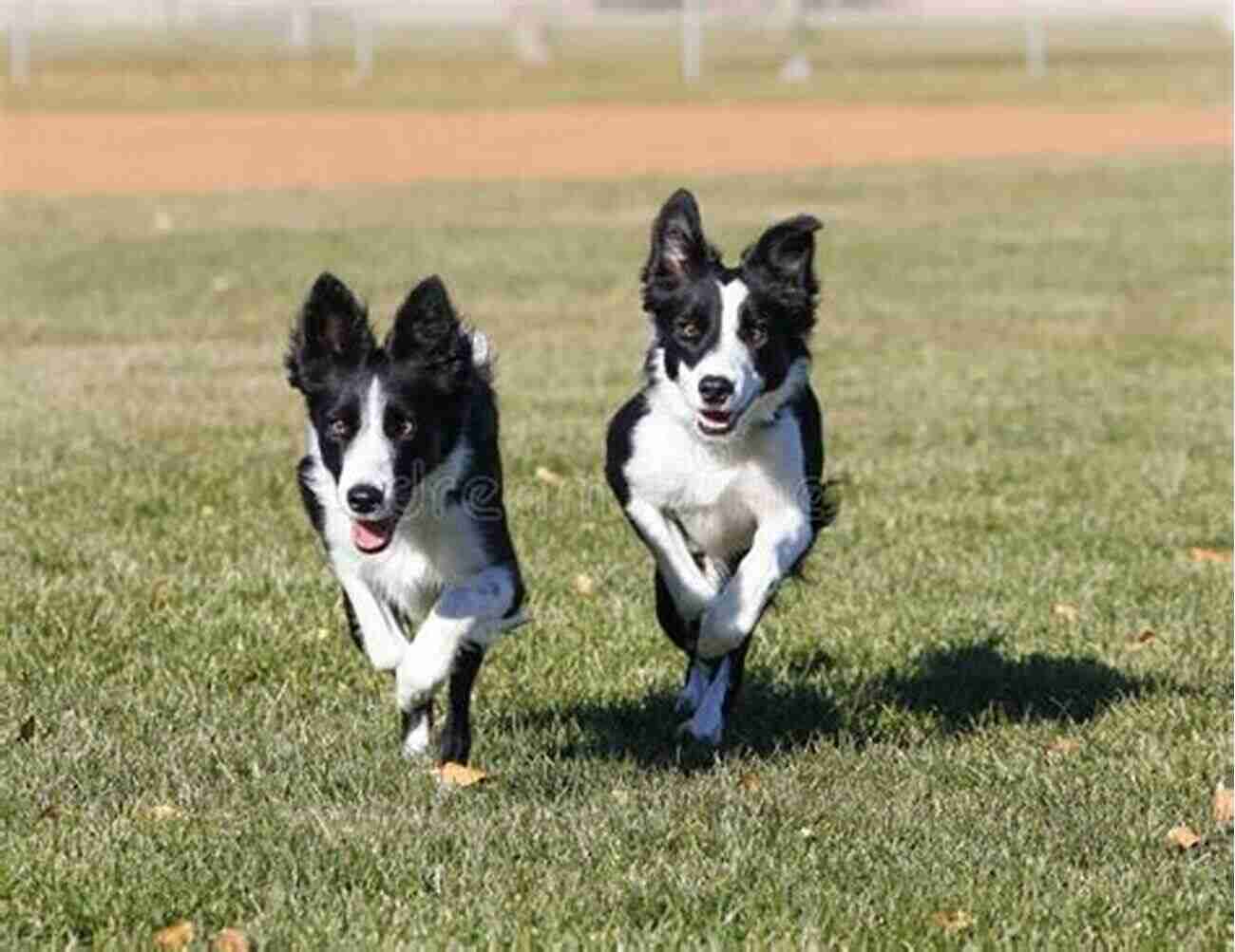 A Border Collie With A Family In The Park Border Collie (Collins Dog Owner S Guide)