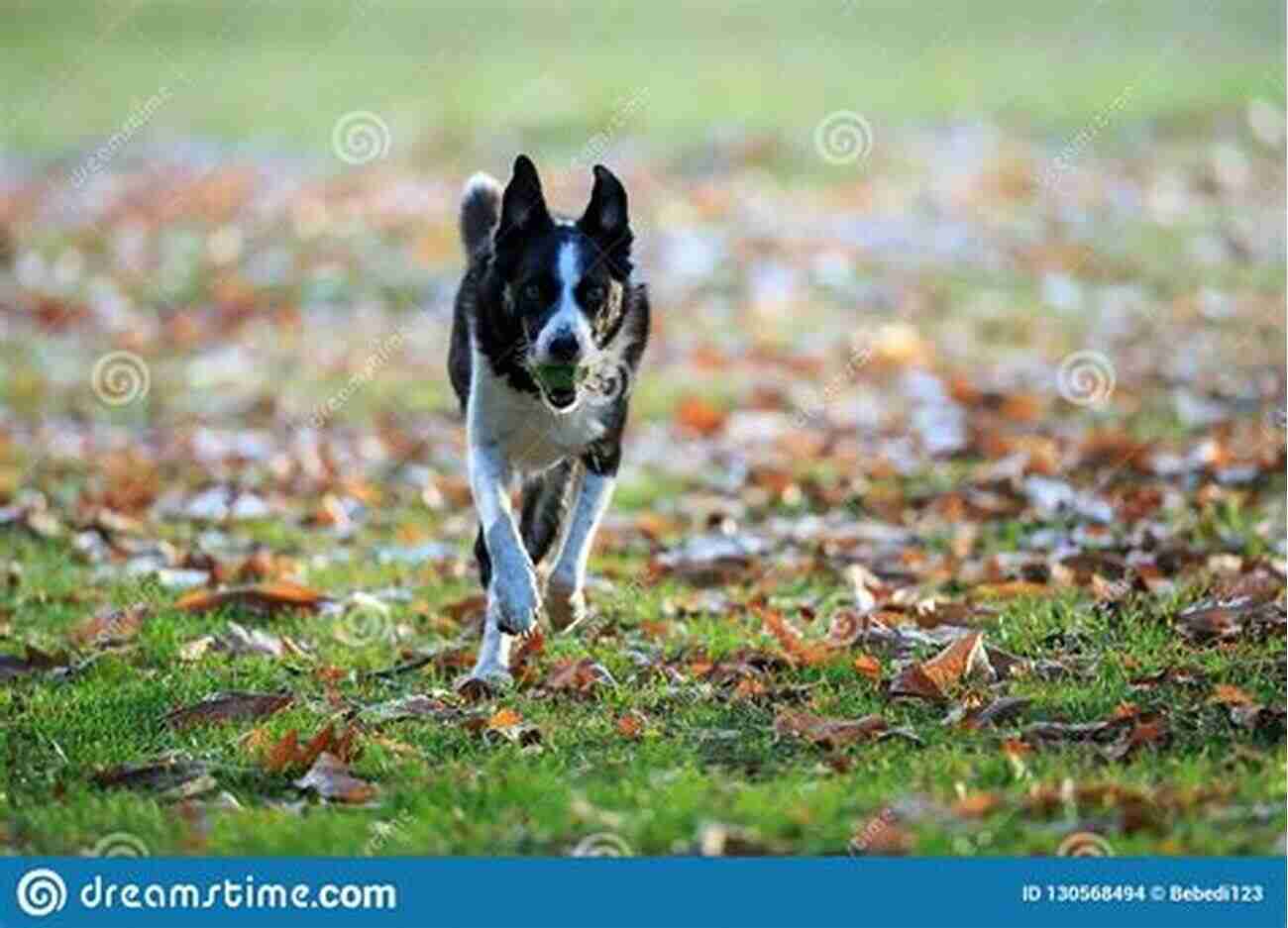 A Beautiful Border Collie Playing Fetch In The Park Border Collie (Collins Dog Owner S Guide)