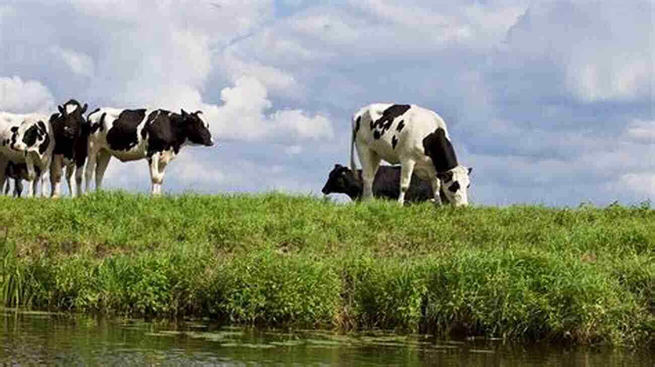 A Beautiful Miniature Cattle Farm Surrounded By Green Pastures And Blue Skies Raising Miniature Cattle : An Essential Guide On Raising Miniature Cattle On How To Caring Train Housing Grooming Diet And Raising Miniature Cattle