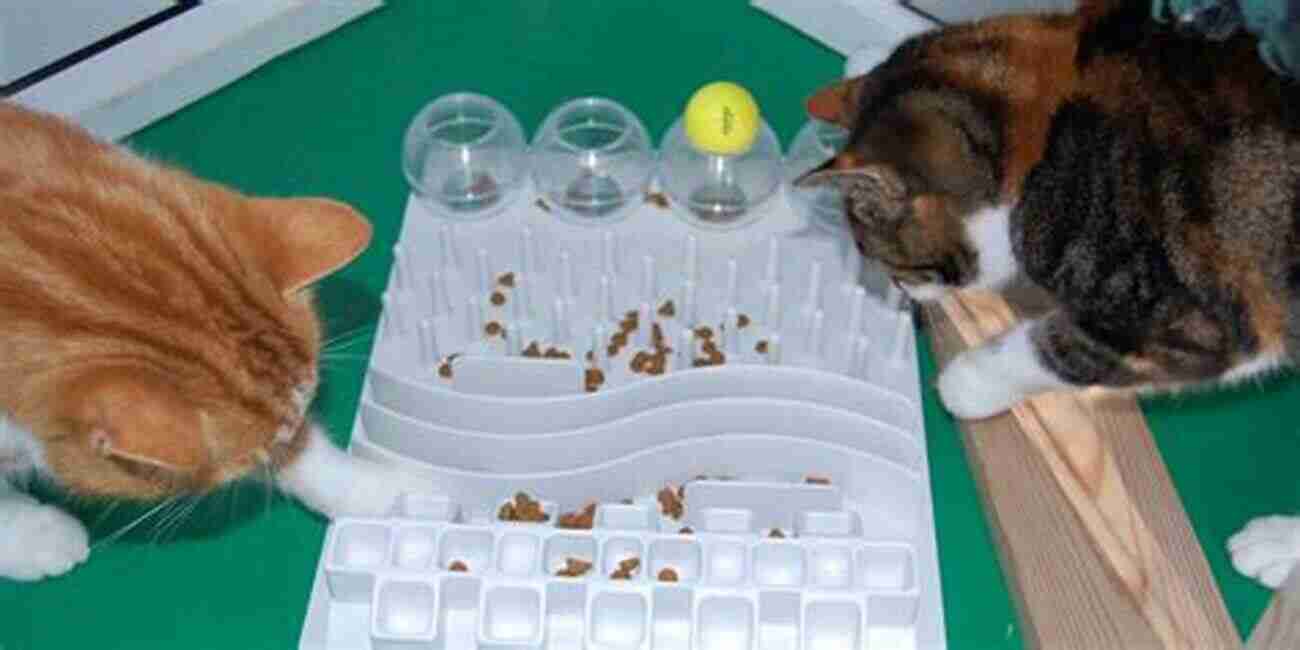 A Calculating Cat Solving A Puzzle Feeder How To Live With A Calculating Cat