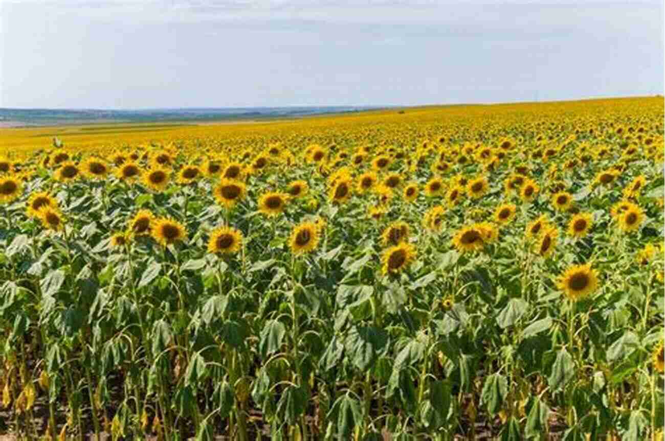 A Field Of Sunflowers Stretching As Far As The Eye Can See Sunflowers: Photos Facts And Fictions