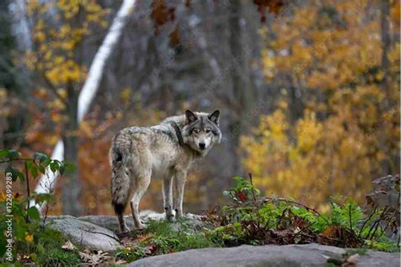 A Majestic Gray Wolf Standing On A Rocky Terrain Surrounded By Beautiful Wilderness Restoring The Balance: What Wolves Tell Us About Our Relationship With Nature