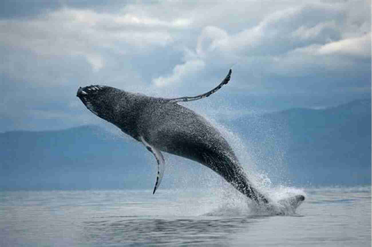 A Majestic Humpback Whale Breaching Out Of The Water, Displaying Its Sheer Power And Elegance When The Wild Comes Leaping Up: Personal Encounters With Nature