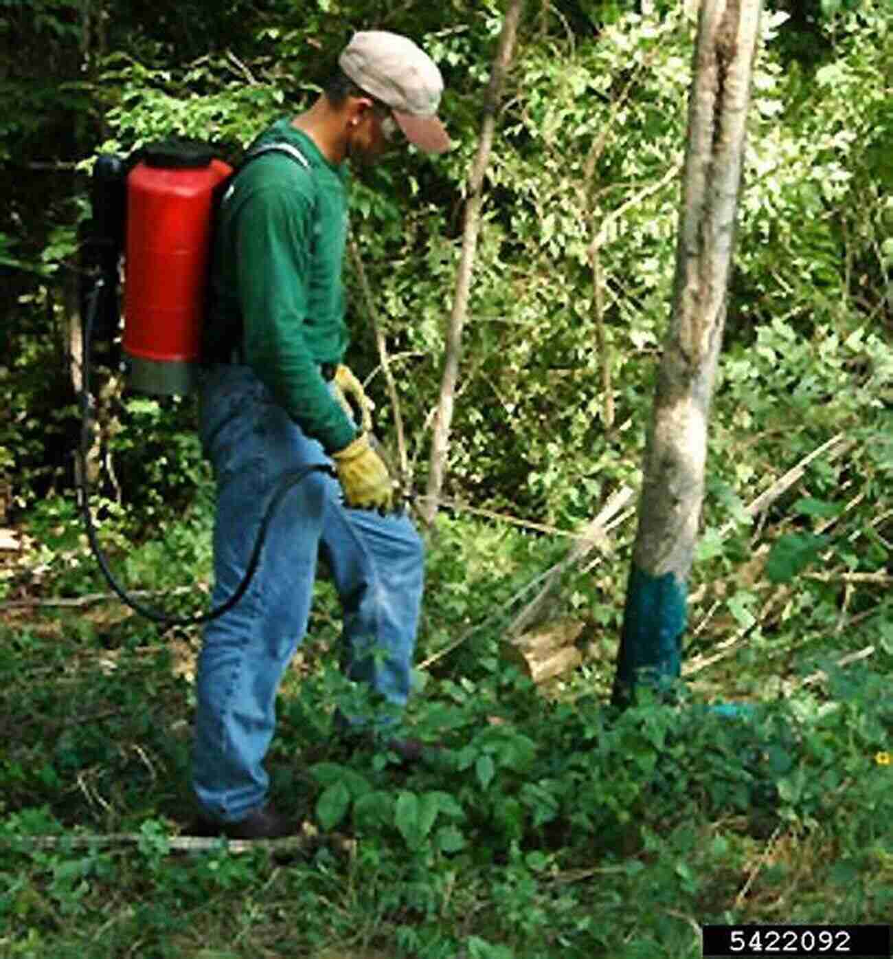 A Professional Gardener Applying Herbicides Kevin Manning For Weed Control In A Garden Herbicides Kevin Manning