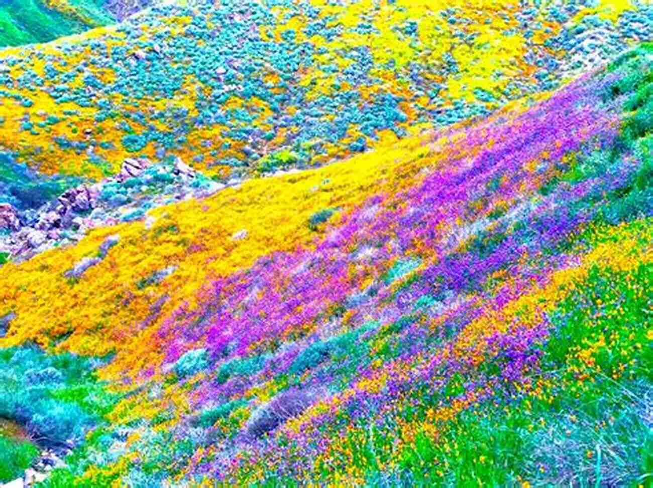 A Serene Valley With Colorful Wildflowers In Full Bloom Along The Valley Line: The History Of The Connecticut Valley Railroad (Garnet Books)