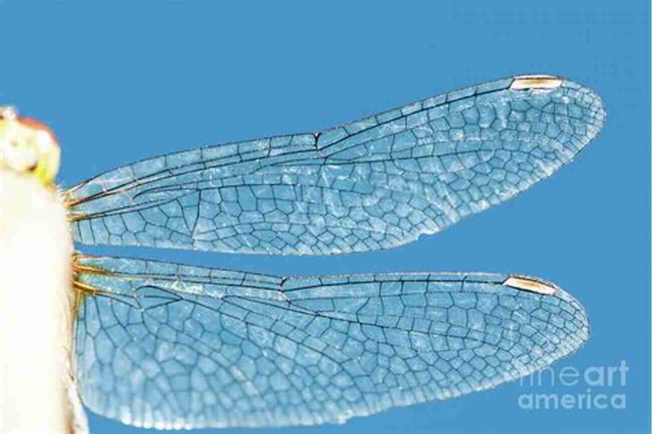 A Stunning Dragonfly In Vibrant Colors Dragonfly Genera Of The New World: An Illustrated And Annotated Key To The Anisoptera