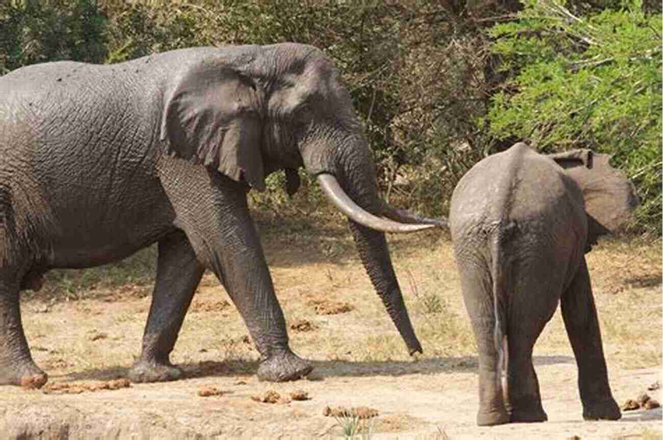 Admire The Majestic Elephants In Boma BOMA: Behind The Grass Curtain