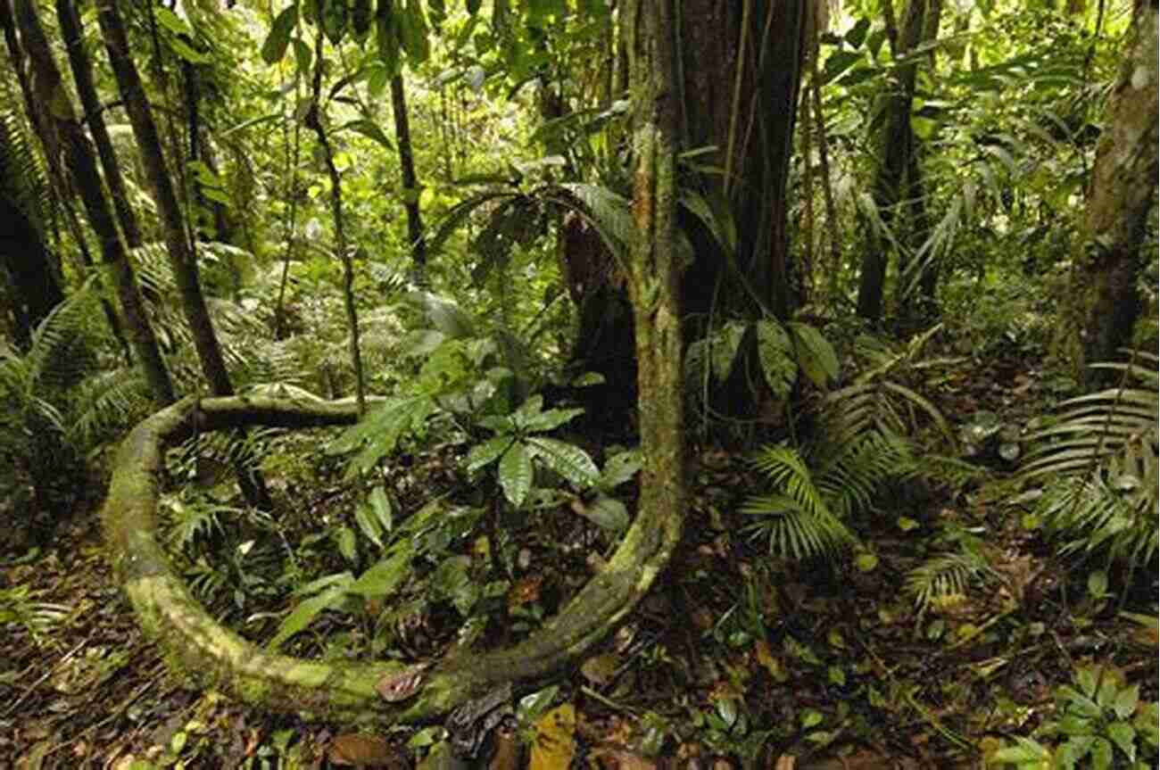 Amazon Rainforest A Tropical Paradise Teeming With Biodiversity What Awaits You In South America