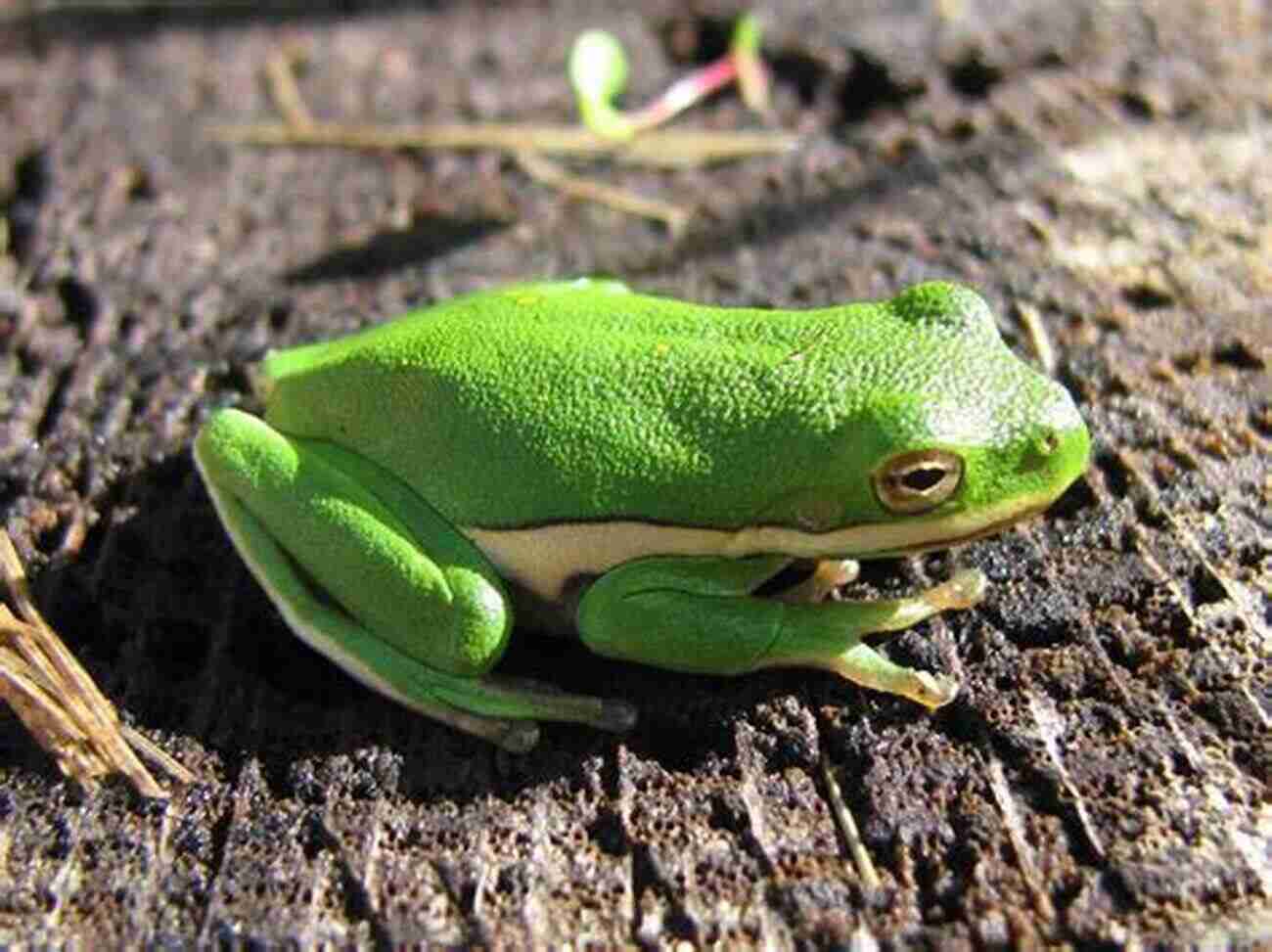 American Green Frog A Common Sight In North America North American Amphibians: Distribution And Diversity