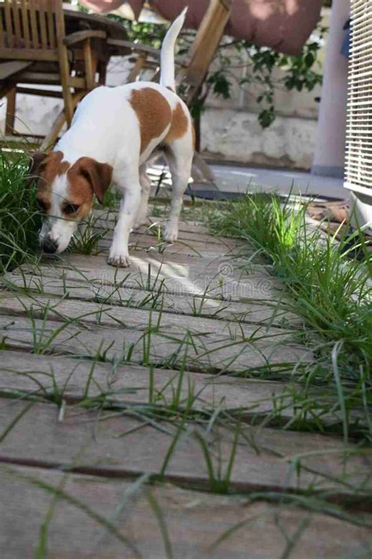 American Jack Russell Dog Exploring Scenic European Landscapes Thor S Travels: Adventures Of An American Jack Russell In Europe