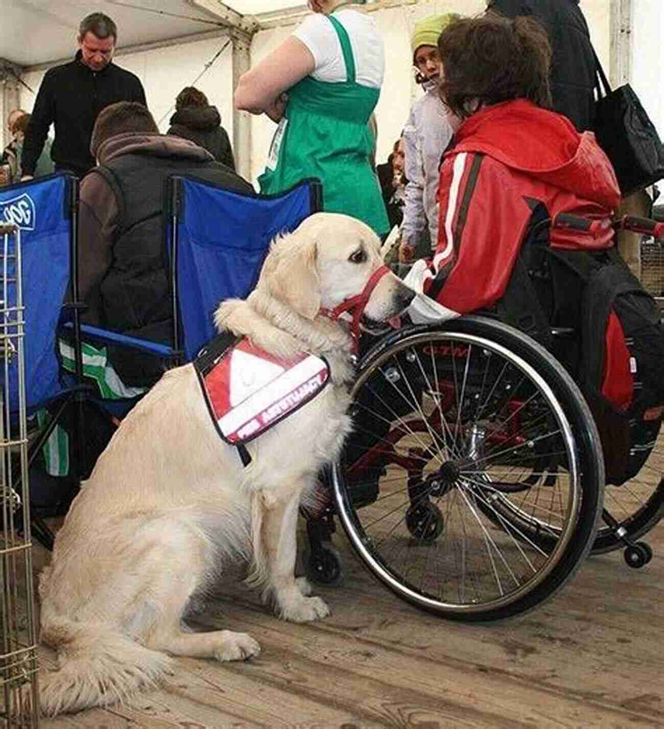 Assistance Golden Retriever Helping A Visually Impaired Individual Retrieving For All Occasions: Foundations For Excellence In Gun Dog Training