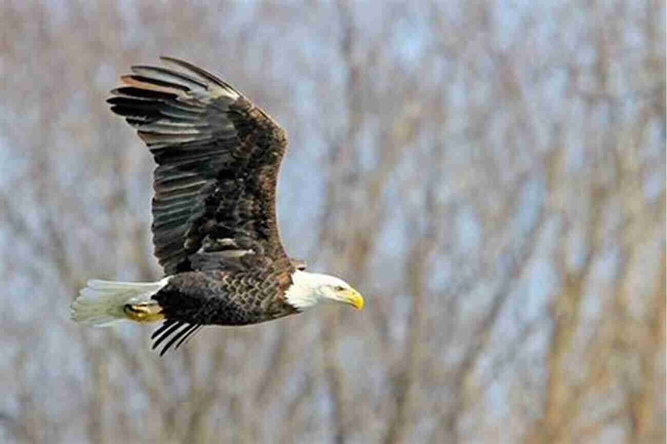 Beautiful Bald Eagle Soaring Above The Illinois River Flyway A Guide To Finding Birds Along The Illinois River Flyway