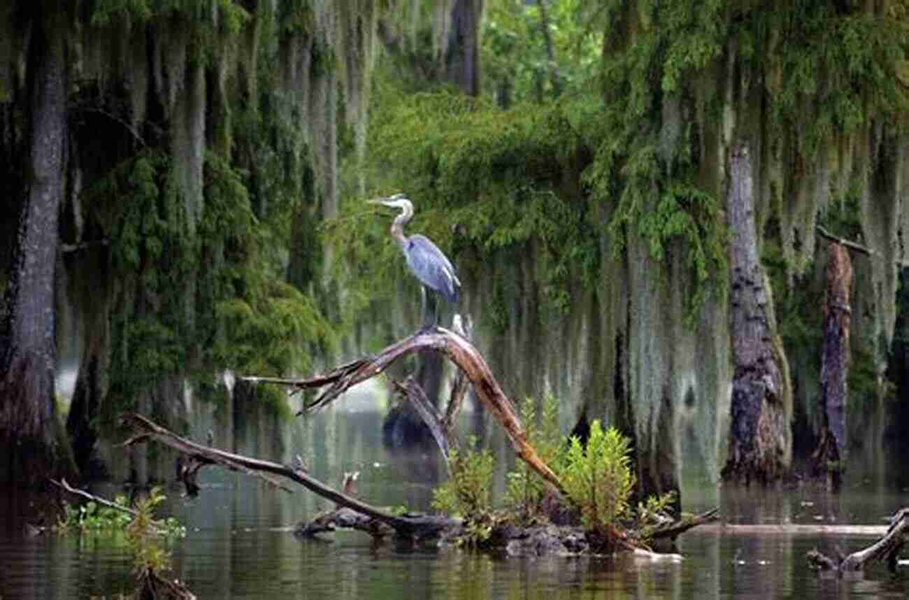 Beautiful Bird Species In The Swamps Of Louisiana And Mississippi Birds Of Louisiana And Mississippi: Birds Of Louisiana Mississippi That Might Pay You A Visit: Birds Of Louisiana Mississippi Field Guide