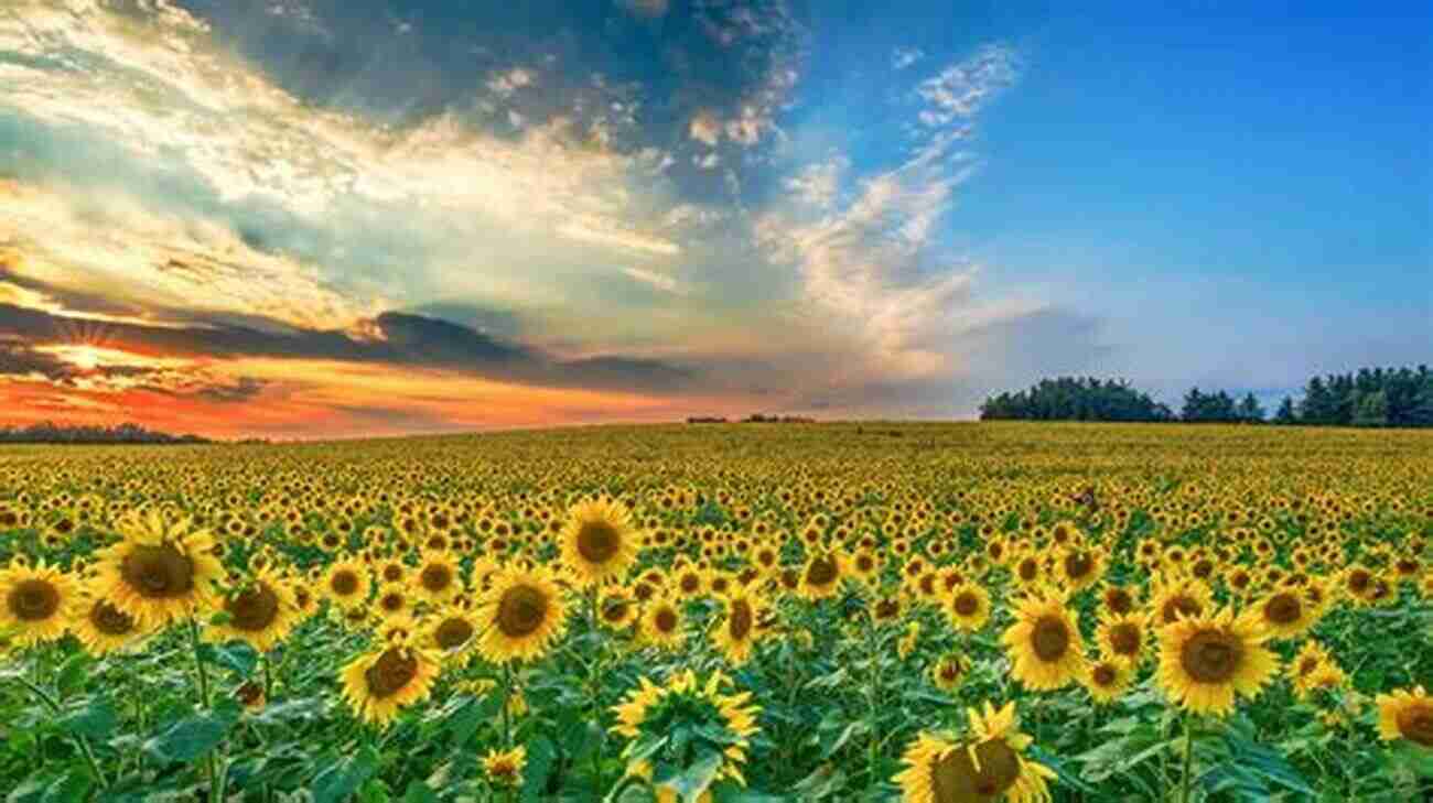 Beautiful Field Of Sunflowers Under A Clear Blue Sky Sunflowers: Photos Facts And Fictions