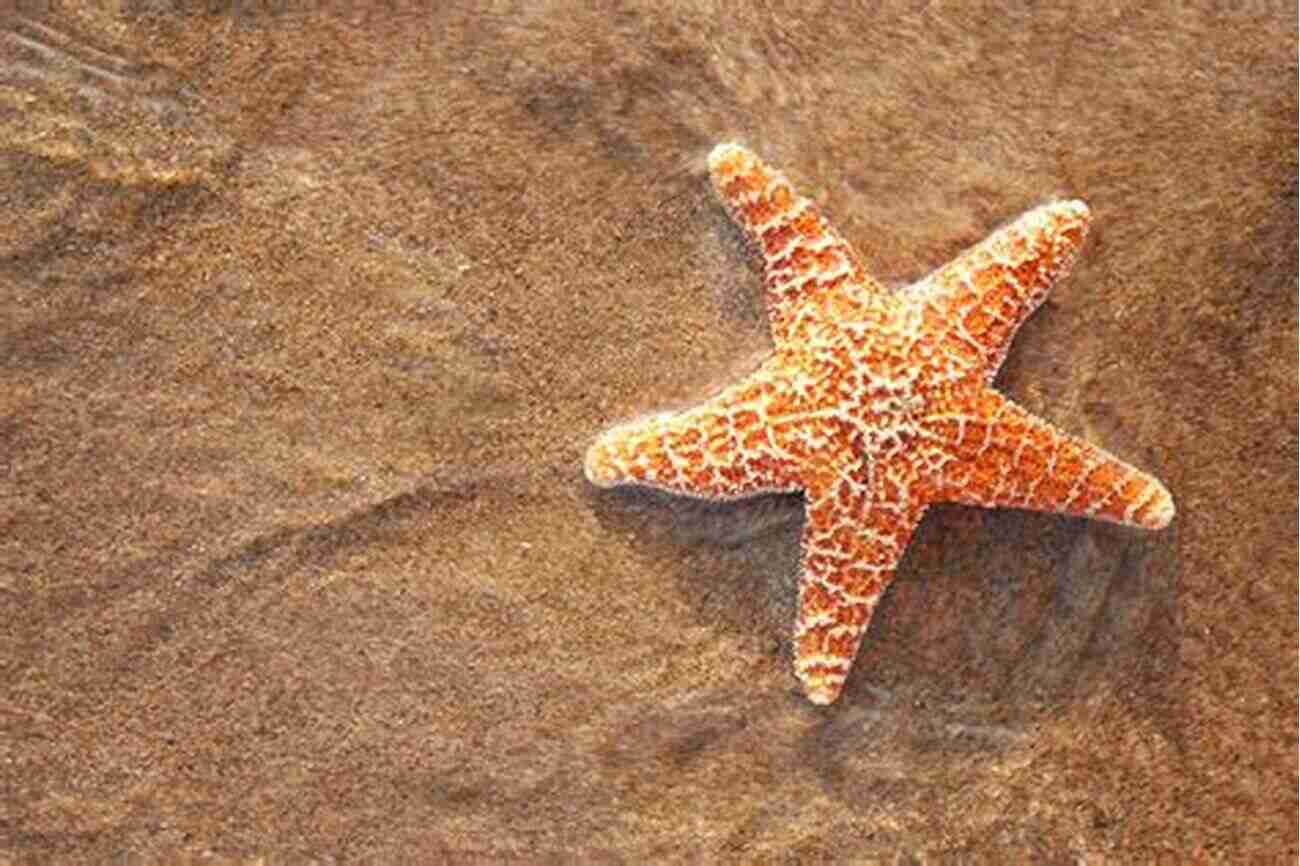 Beautiful Starfish Showcasing Their Vibrant Colors. Children S About Starfish: A Kids Picture About Starfish With Photos And Fun Facts