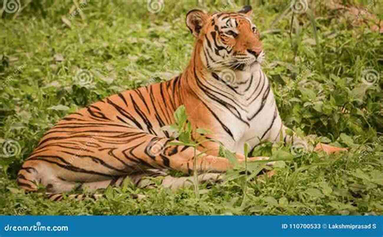 Bengal Tiger Resting In The Grass Nature And The Beasts: MONTEVIVO 1