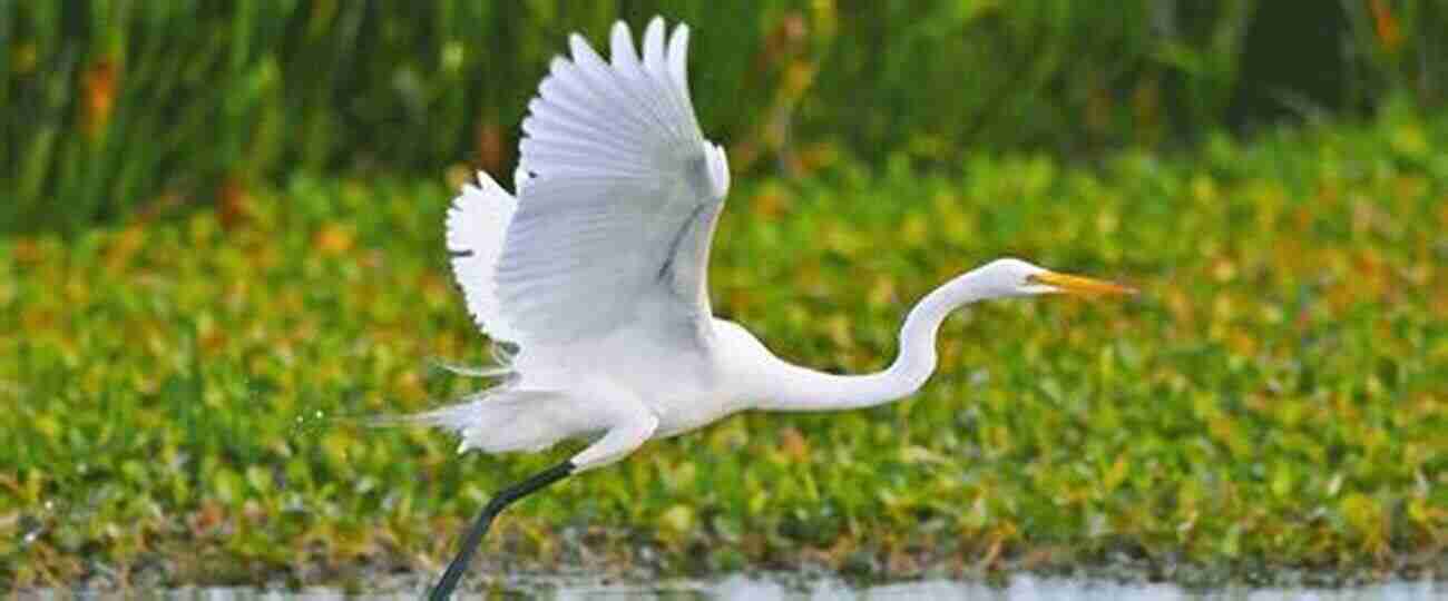 Birds In A Coastal Sanctuary The Birds And The Beasts Were There: The Joys Of Birdwatching And Wildlife Observation In California S Richest Habitat