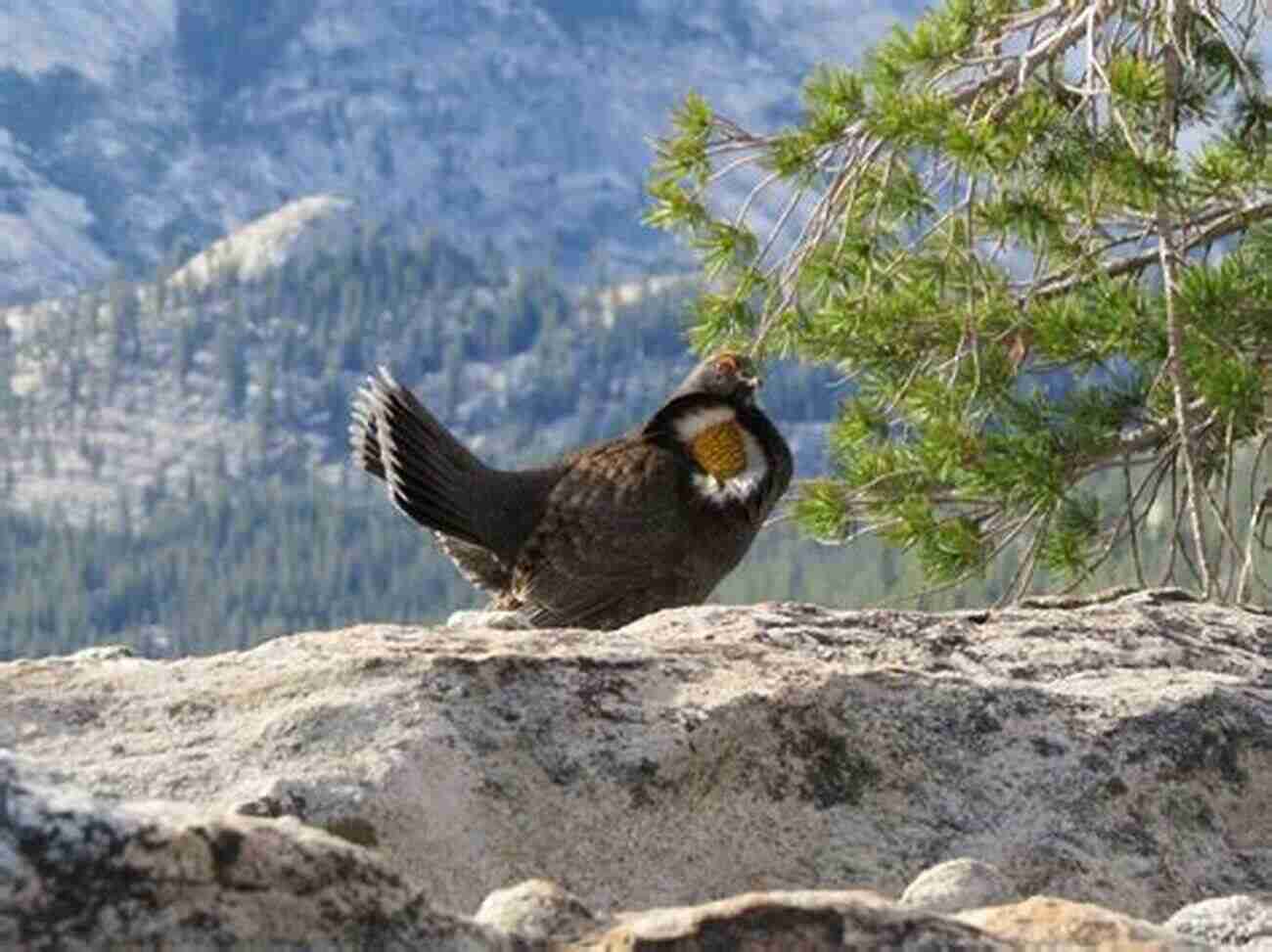 Birdwatching In The Sierra Nevada Mountains The Birds And The Beasts Were There: The Joys Of Birdwatching And Wildlife Observation In California S Richest Habitat