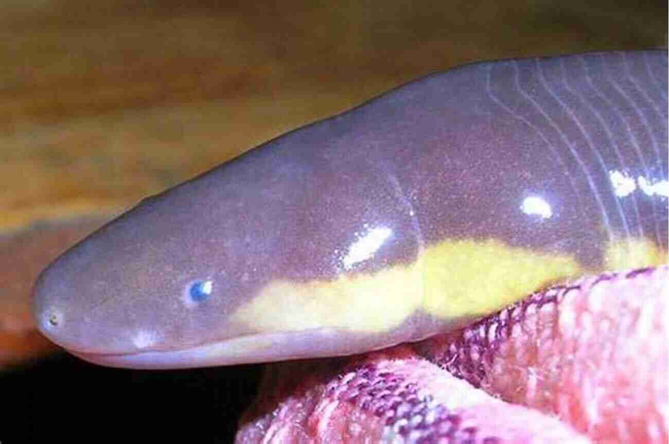 Caecilian A Mysterious And Little Known Amphibian North American Amphibians: Distribution And Diversity