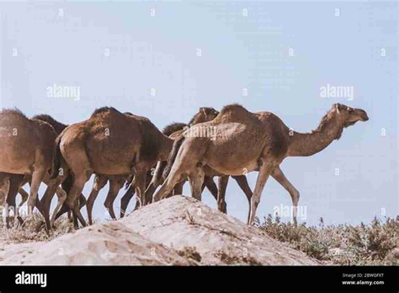 Camels Walking Through The Sandy Desert Atlas Of The World S Deserts