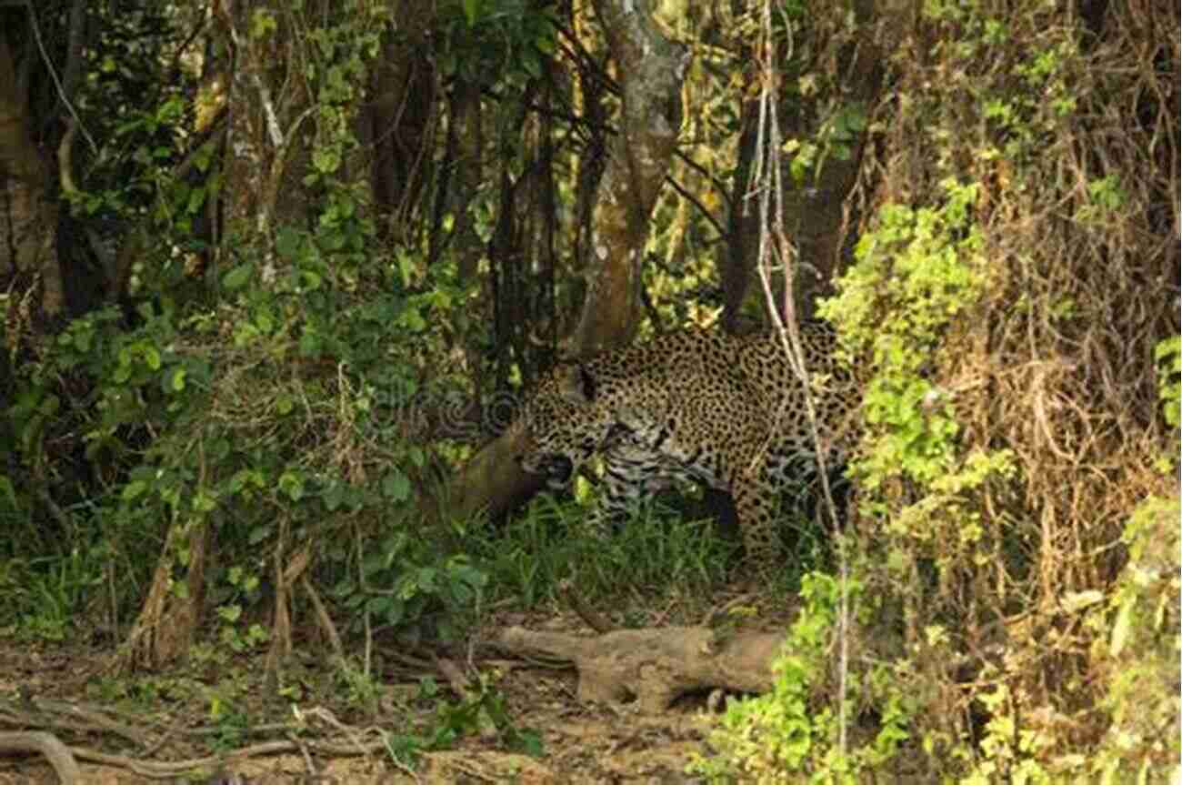 Capturing A Photo Of A Jaguar In The Dense Rainforest Lost Worlds: Adventures In The Tropical Rainforest