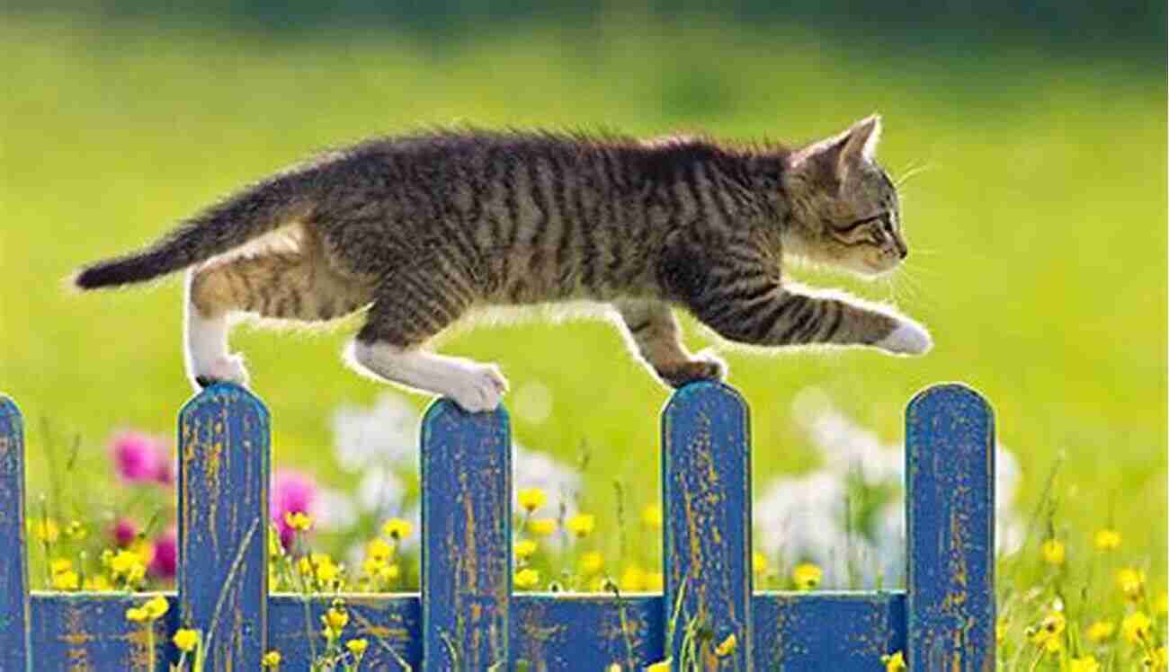 Cat Walking Along A Fence From A Cat S View Vol II: Stories Told By The Cats Who Lived Them