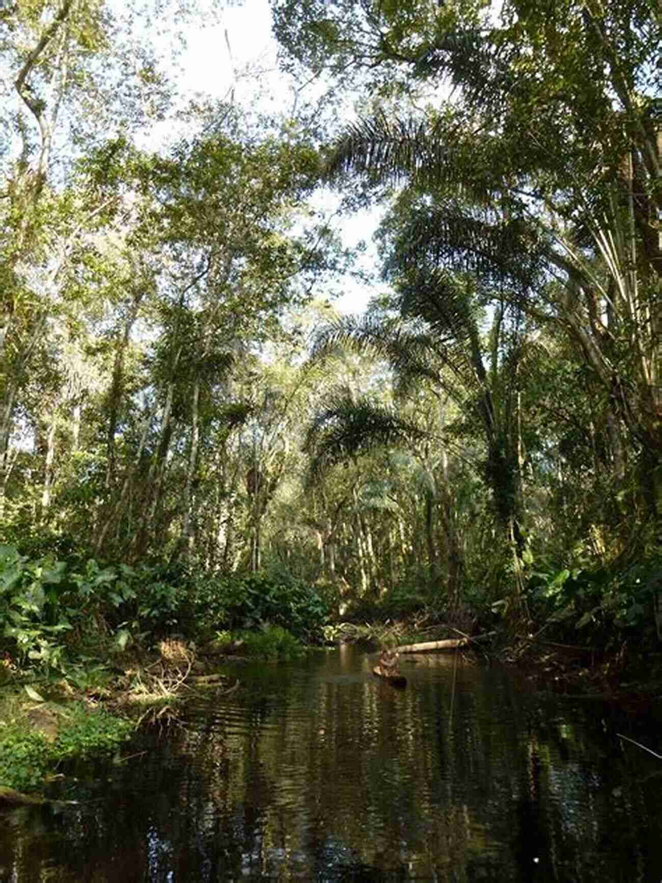 Central Africa Rain Forest Habitat Economy And Society In The Central Africa Rain Forest (Berg Occasional Papers In Anthropology 1)