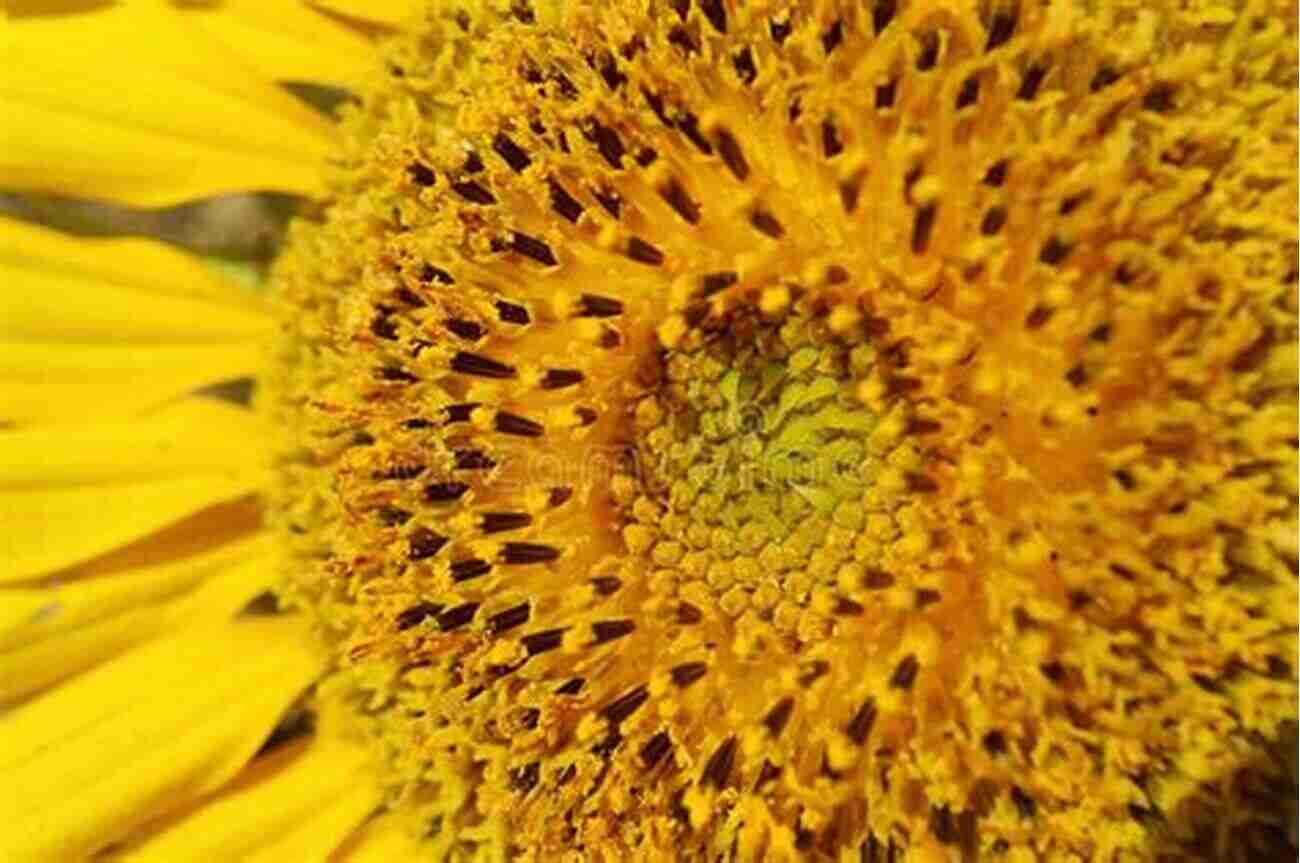 Close Up Of A Sunflower Revealing The Intricate Details Of Its Florets Sunflowers: Photos Facts And Fictions