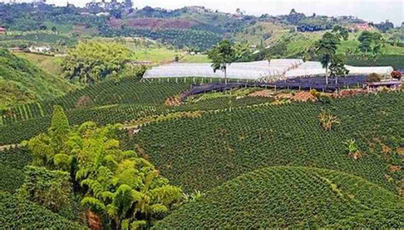 Coffee Plantation In The Coffee Triangle Colombia Highlights: A Boutique Travel Guide