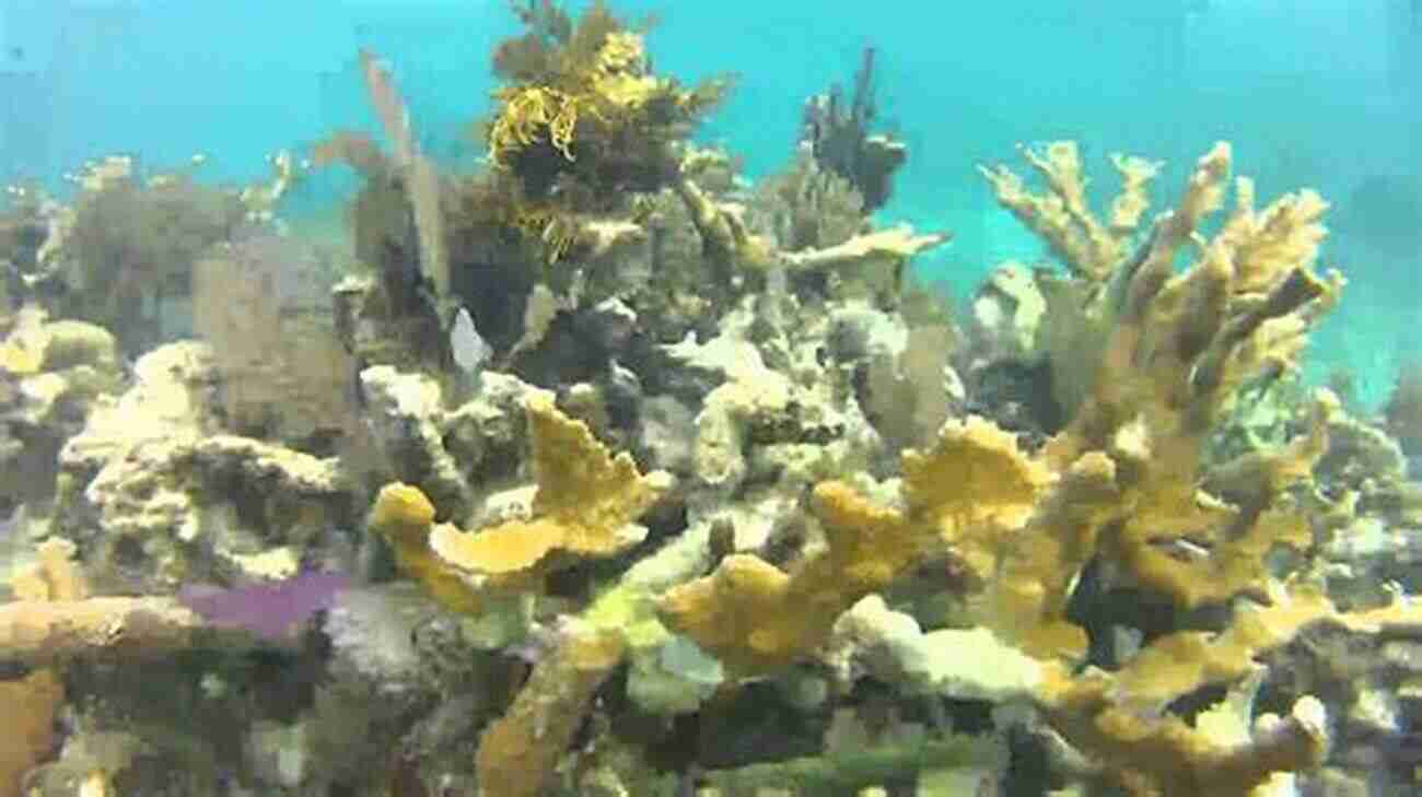 Colorful Coral Garden In Belize Underwater Snorkeling Belize: A Of Photographs