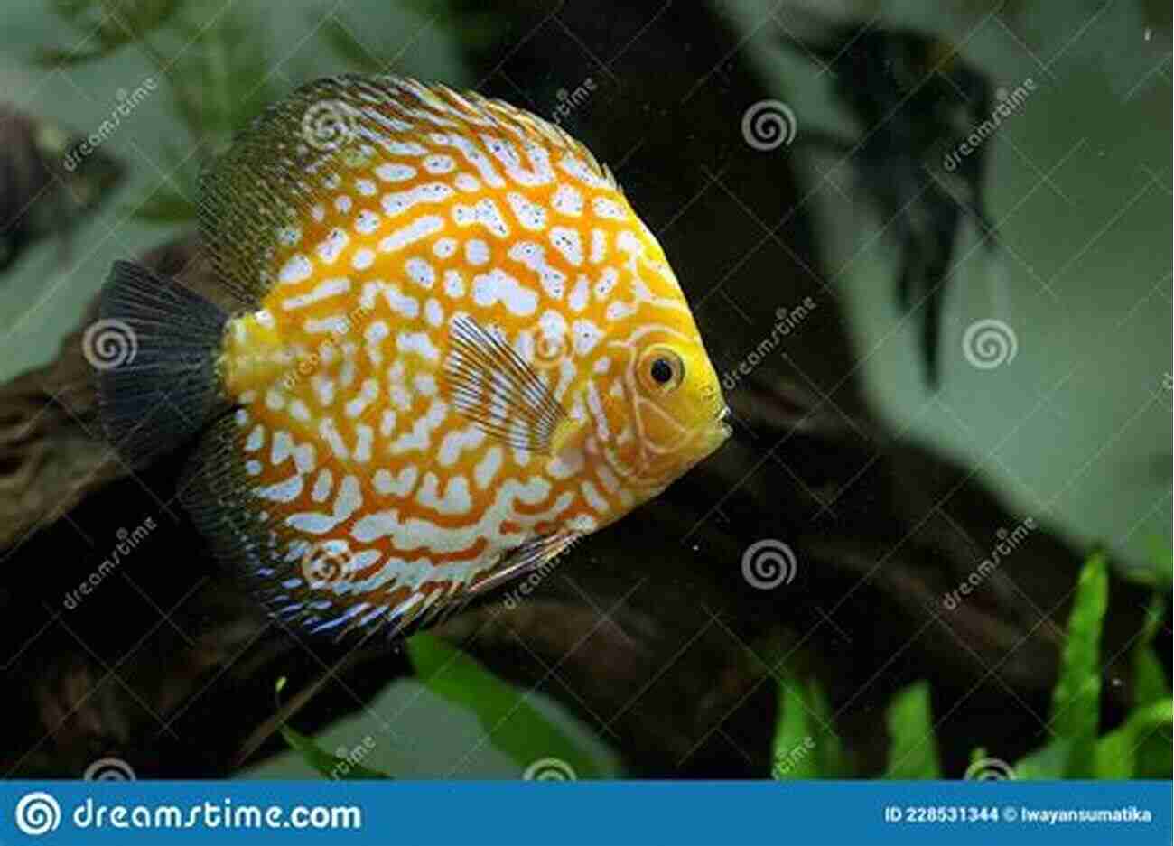 Discus Fish With Vibrant Colors Swimming Gracefully In An Aquarium Discus Fish For Beginners Species Appropriate Care For The Majestic Pompadour Fish