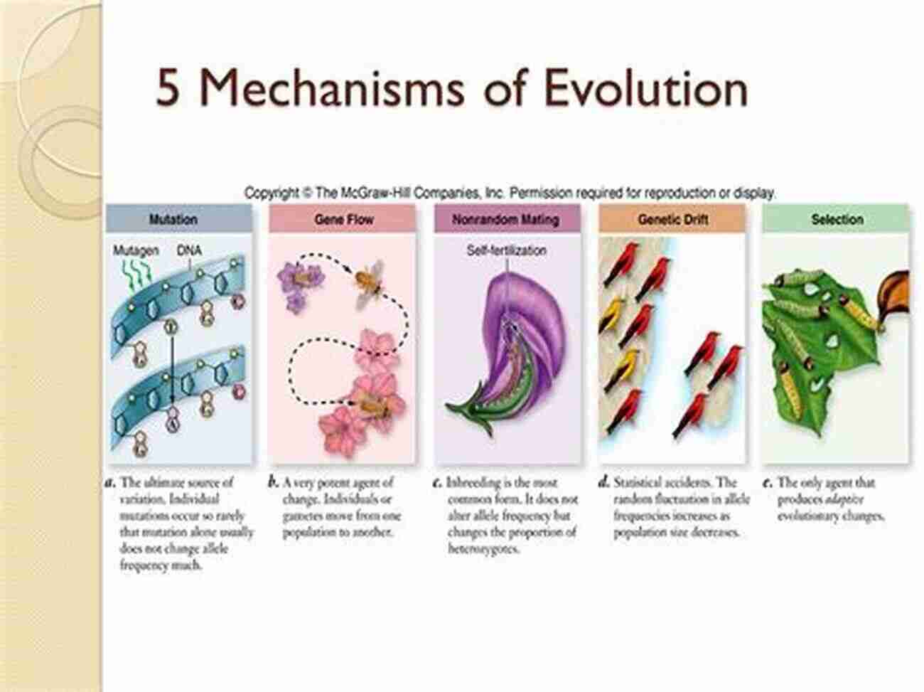 Evolutionary Processes And Theory: Dr. Simone Moraes Evolutionary Processes And Theory DRA SIMONE MORAES