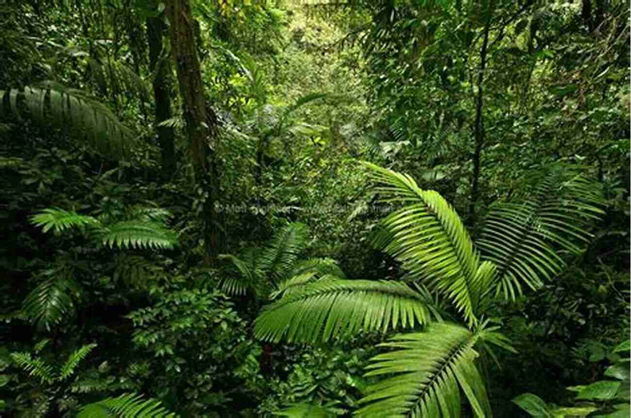 Exploring The Dense Foliage Of The Tropical Rainforest Lost Worlds: Adventures In The Tropical Rainforest