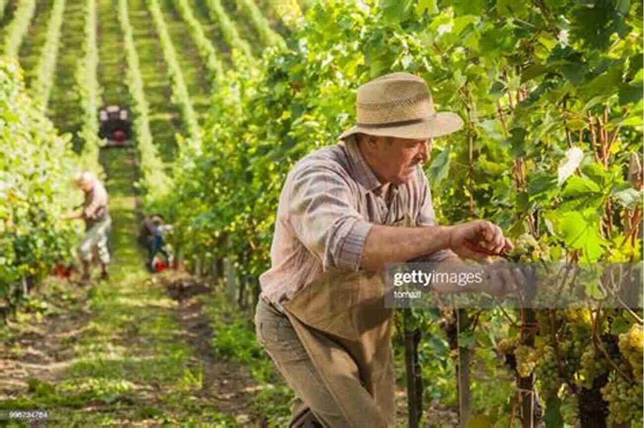 Farm Steward Inspecting The Harvest The Of The Farm Detailing The Labours Of The Farmer Farm Steward Ploughman Shepherd Hedger Farm Labourer Field Worker And Cattle Man