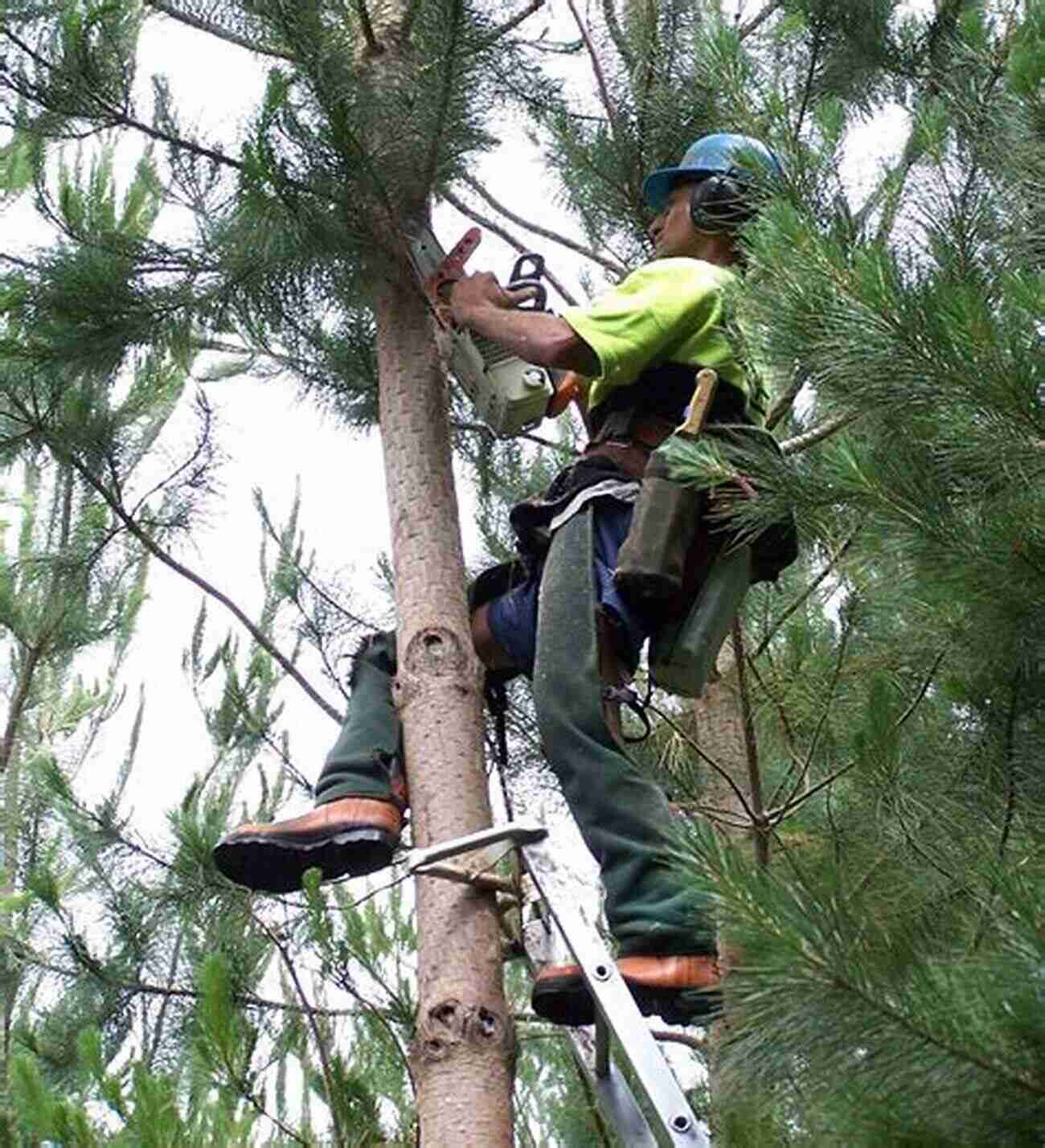 Forest Management With Ecological Silviculture Practices Ecological Silviculture: Foundations And Applications