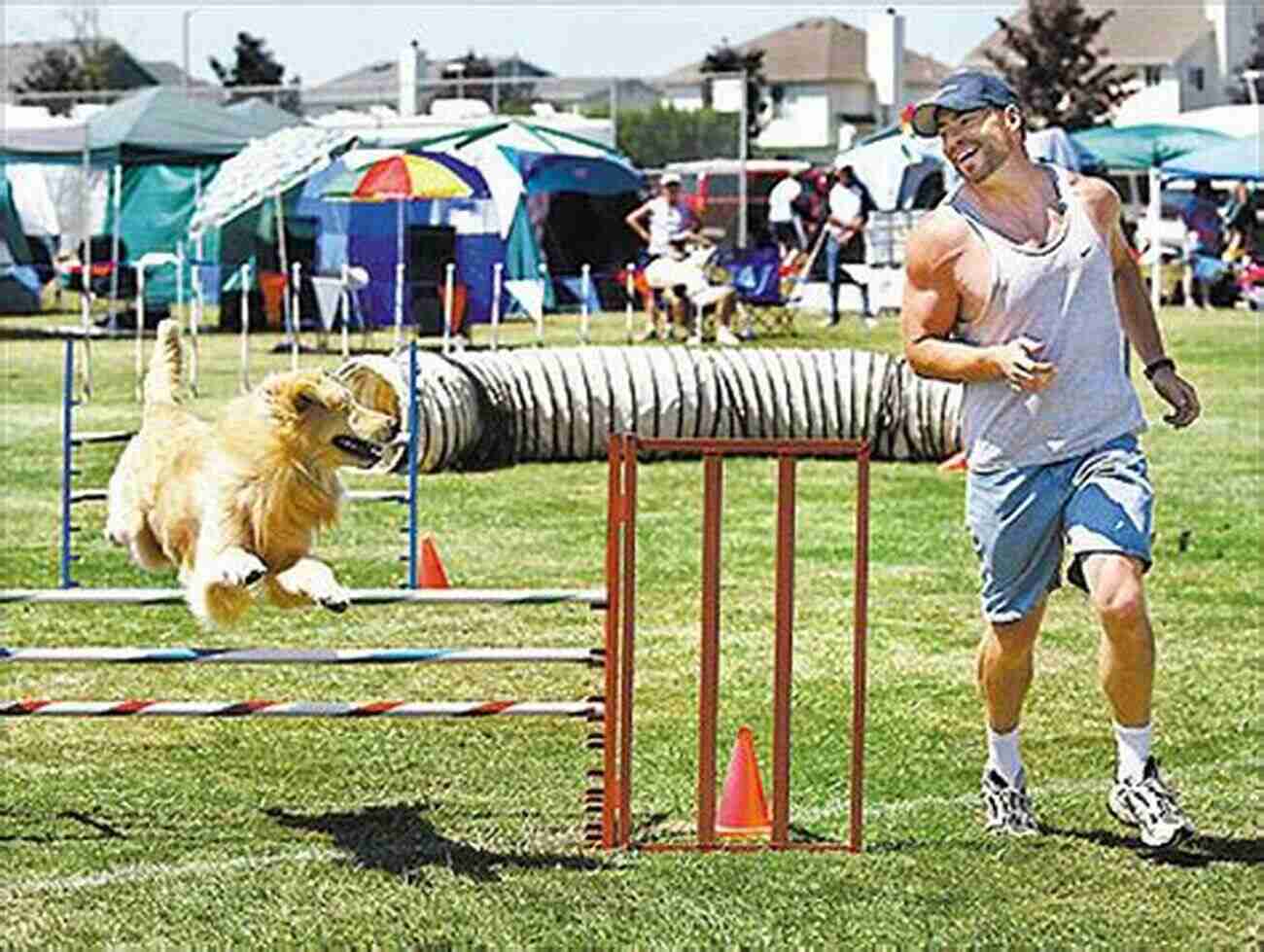 Golden Retriever Competing In A Dog Agility Competition Retrieving For All Occasions: Foundations For Excellence In Gun Dog Training