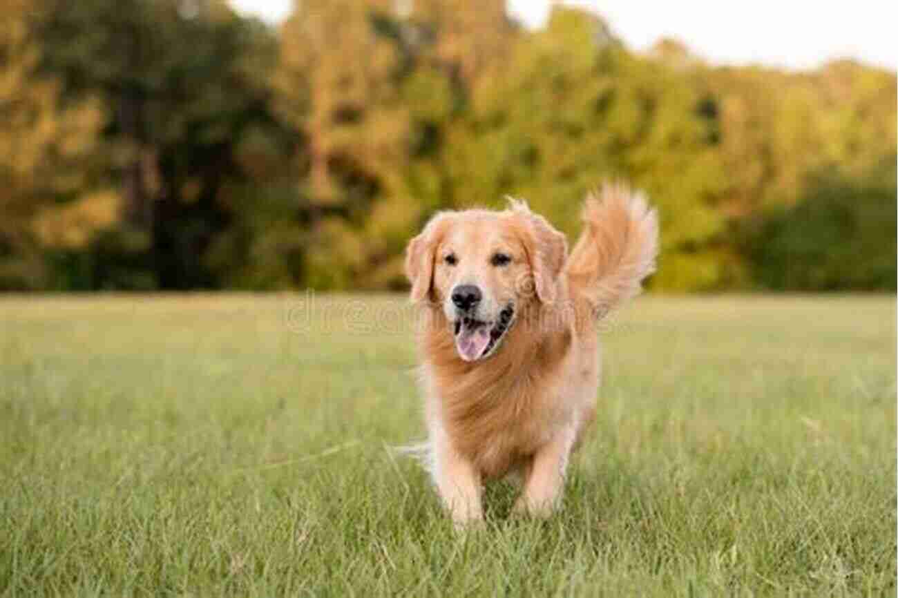 Golden Retriever Enjoying Outdoors The Dogs Of My Life