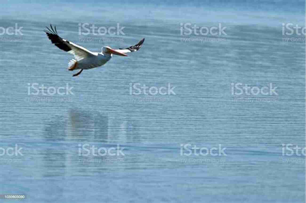 Gorgeous Flock Of American White Pelicans At Emiquon National Wildlife Refuge A Guide To Finding Birds Along The Illinois River Flyway