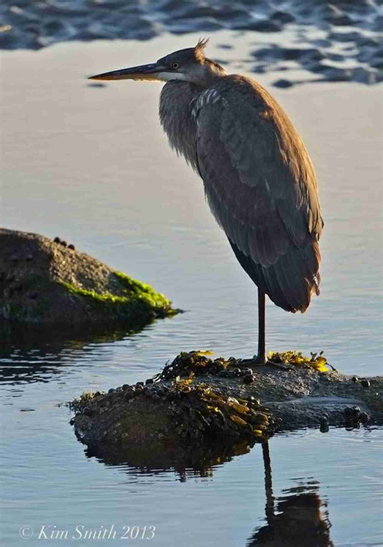 Graceful Great Blue Heron Standing By The Illinois River A Guide To Finding Birds Along The Illinois River Flyway