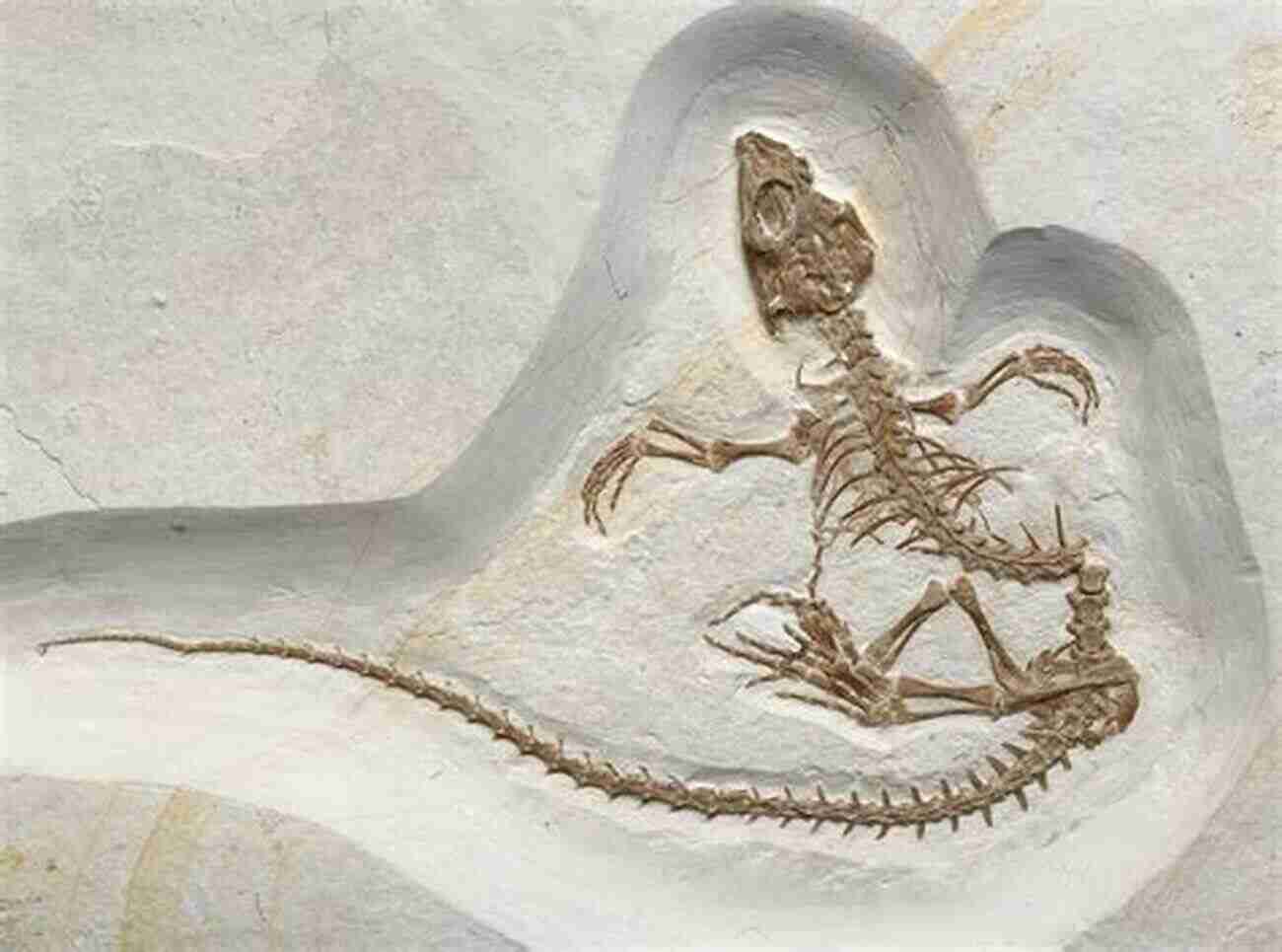 Image Illustrating The Reptile Mammal Transition With Fossils Evolution Slam Dunk: Why The Reptile Mammal Transition Proves Macroevolution How Antievolutionists Ignore It