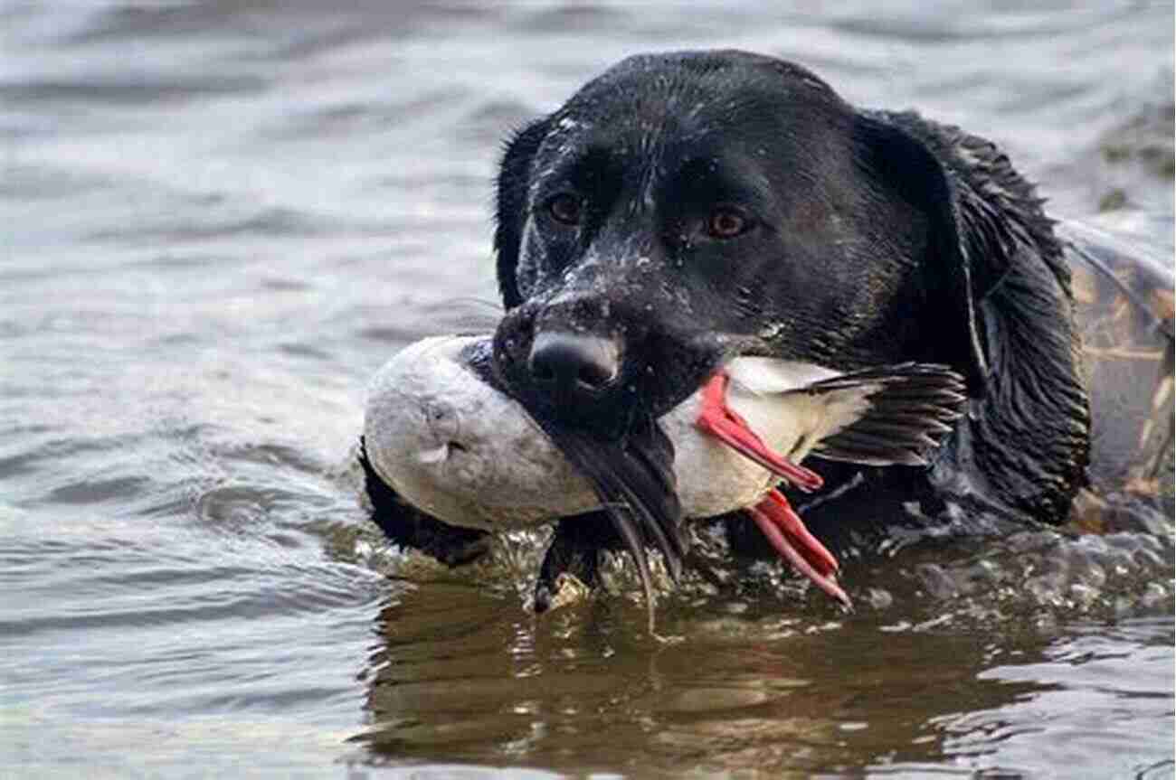 Labrador Retriever Retrieving A Duck During A Hunting Expedition Retrieving For All Occasions: Foundations For Excellence In Gun Dog Training