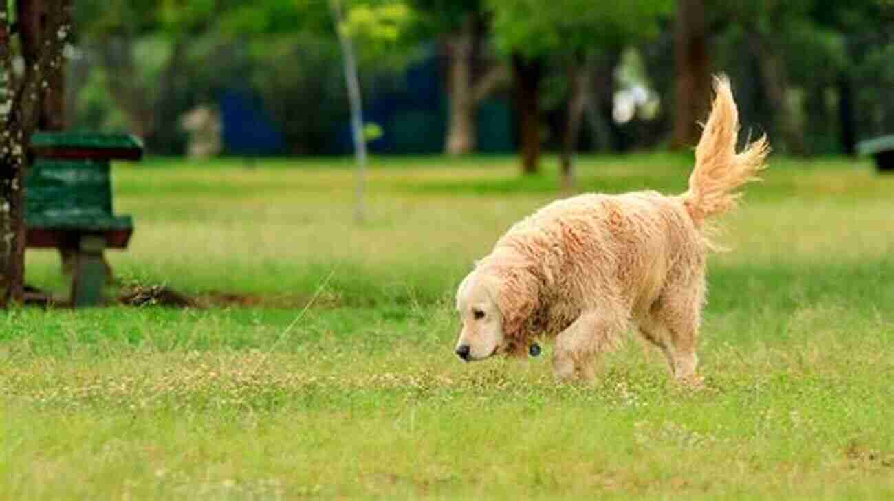 Loyal Dog Wagging Its Tail With A Smile The Animal S Companion: People Their Pets A 26 000 Year Love Story