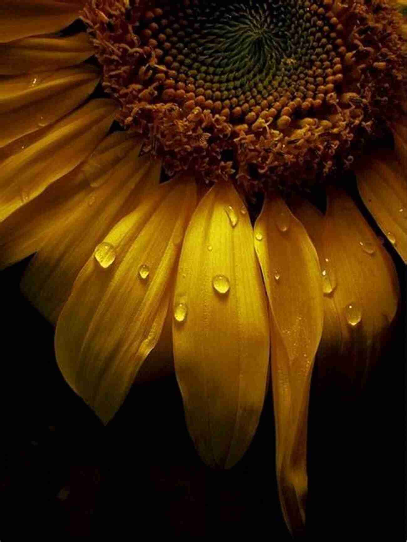 Macro Shot Of A Single Sunflower Petal With Dewdrops Sunflowers: Photos Facts And Fictions