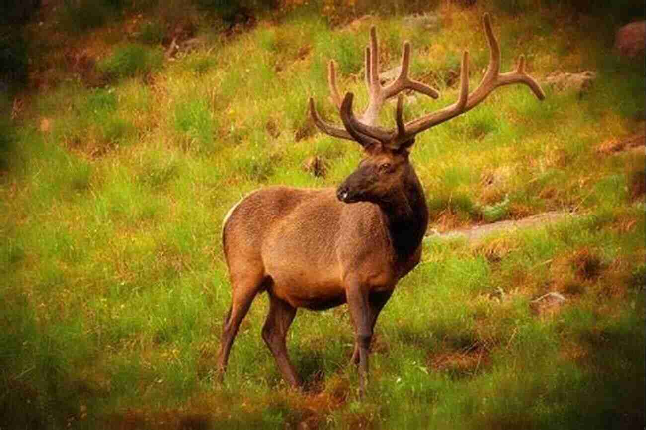 Majestic Elk In Rocky Mountain National Park The Best Of Rocky Mountain National Park