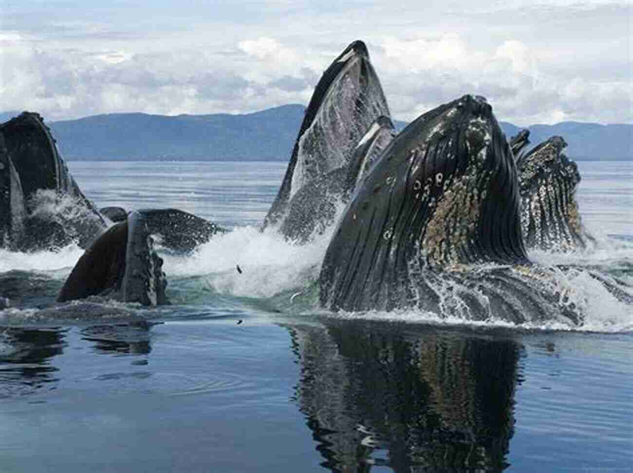 Majestic Whales Dancing In The Alaskan Waters Alaska S Whaling Coast (Images Of America)