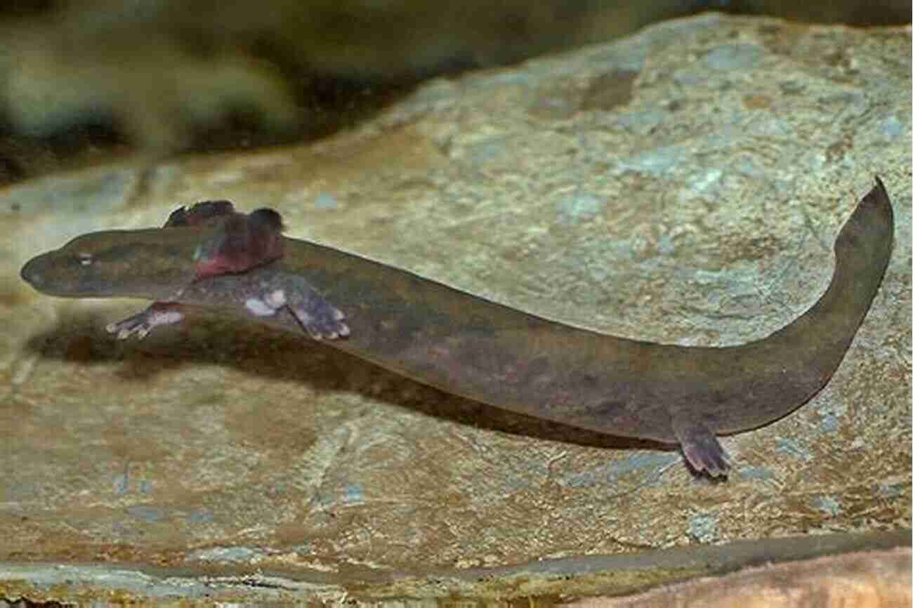 Mudpuppy Salamander An Elusive Creature Of North American Waters North American Amphibians: Distribution And Diversity