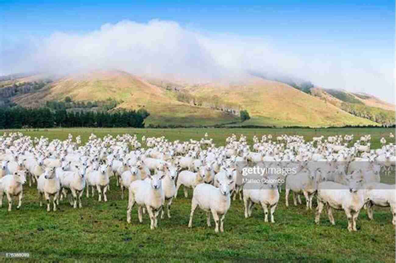 New Zealand Sheep Flock Thriving In The Countryside Whatever Happened To 80 Million Sheep? (Myth New Zealand 1)